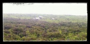 Shaun the sheep and friends