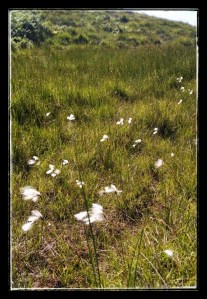 Some Scottish "wildflowers". Not sure what they are.