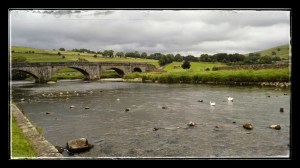White geese on River Wharfe at Burnsall