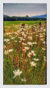 Shasta daisies growing prolifically like weeds along the roads, paths and fields