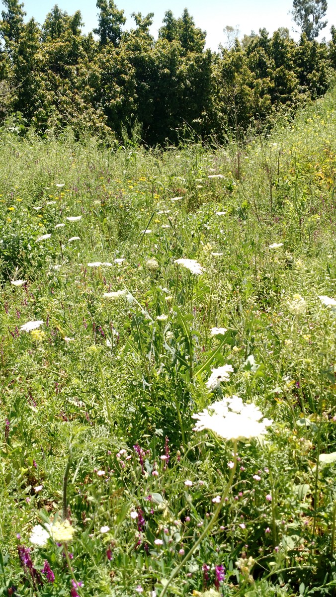 IMG_20170420_180325059