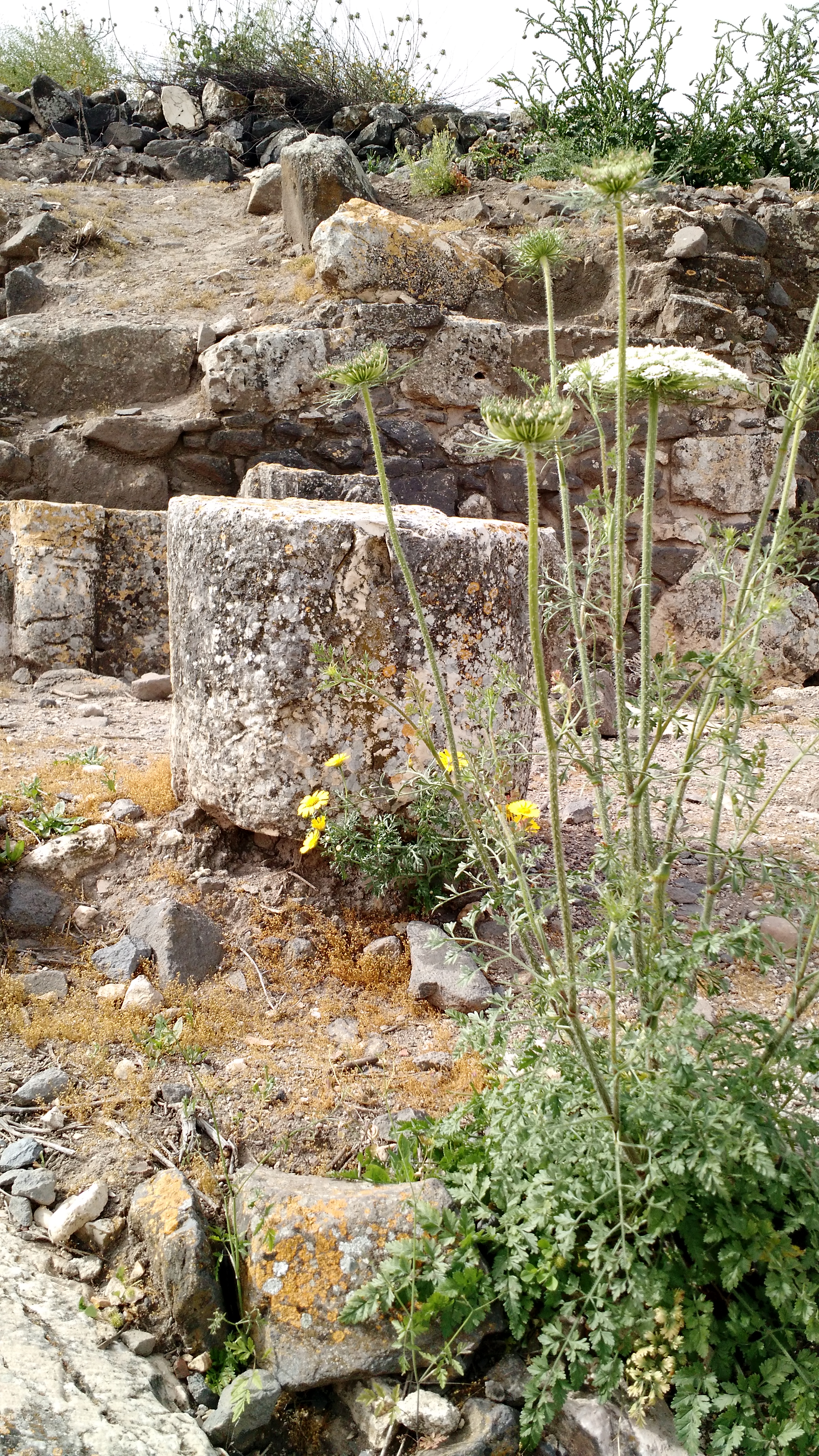 IMG_20170426_142921326